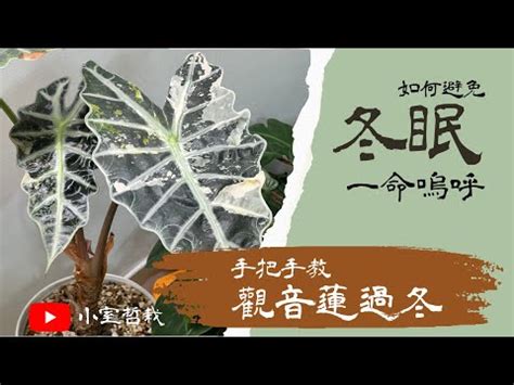 觀音蓮澆水|觀音蓮卷絹澆水攻略：輕鬆養出健康茂盛的盆栽